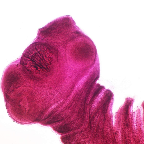 Prepared Microscope Parasitology Slides for Medical Education